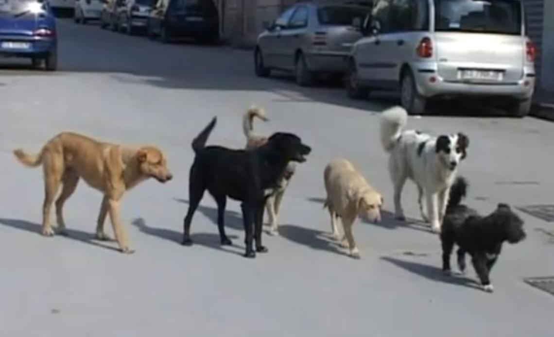 Animali abbandonati in strada, un salvataggio ogni cinque giorni