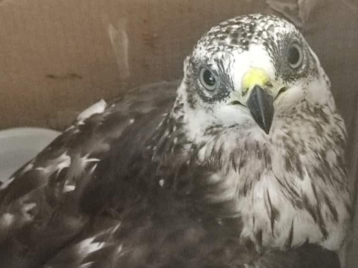 Falco ferito soccorso e trasferito al Cras
