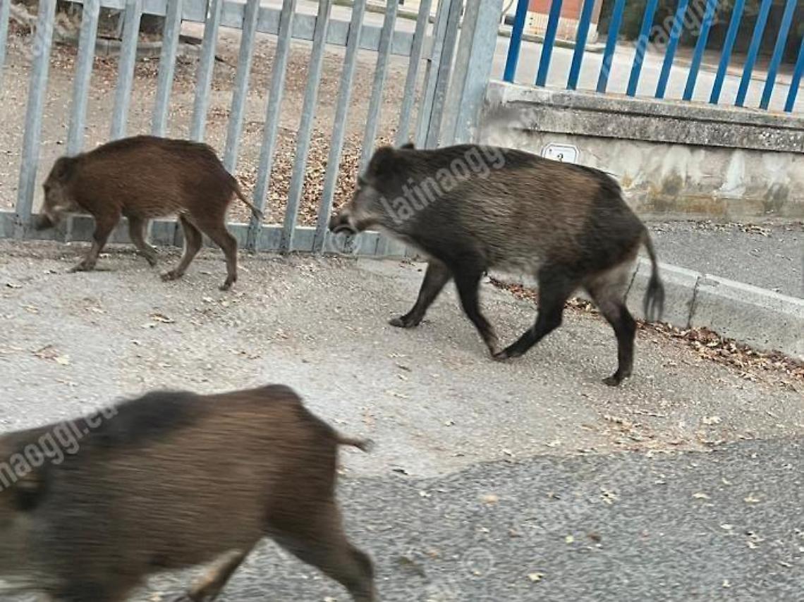 Cinghiali in città, l'ordinanza del sindaco per il contenimento