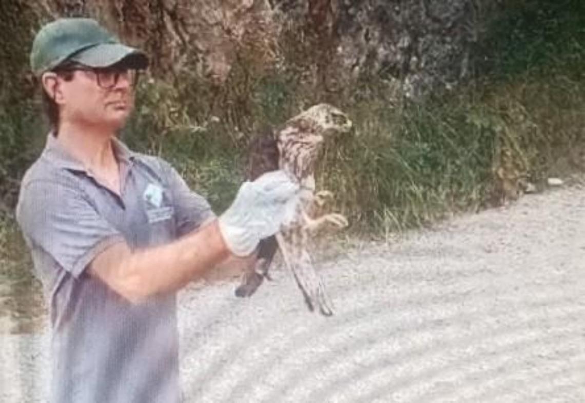 Liberato dopo le cure il rapace ferito sull'isola di Ponza