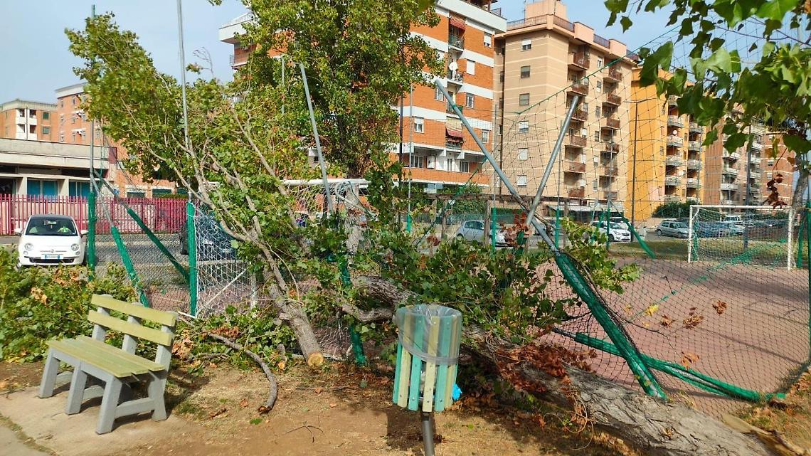 Vento forte, albero cade sul campetto di piazza Moro