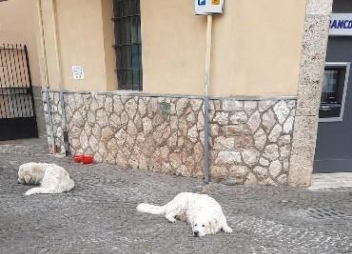 Cani randagi per le vie del borgo: «L'appello  ignorato dal Comune»