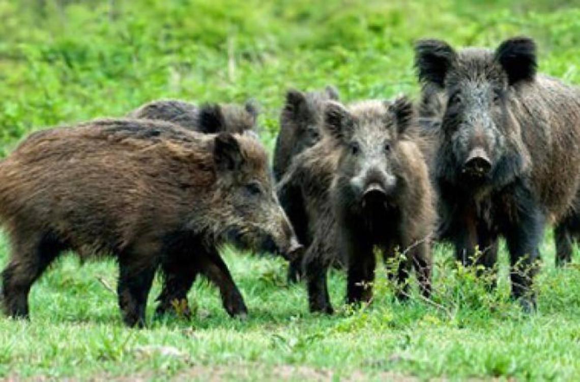 Universo cinghiali  tra  natura  e invasioni urbane