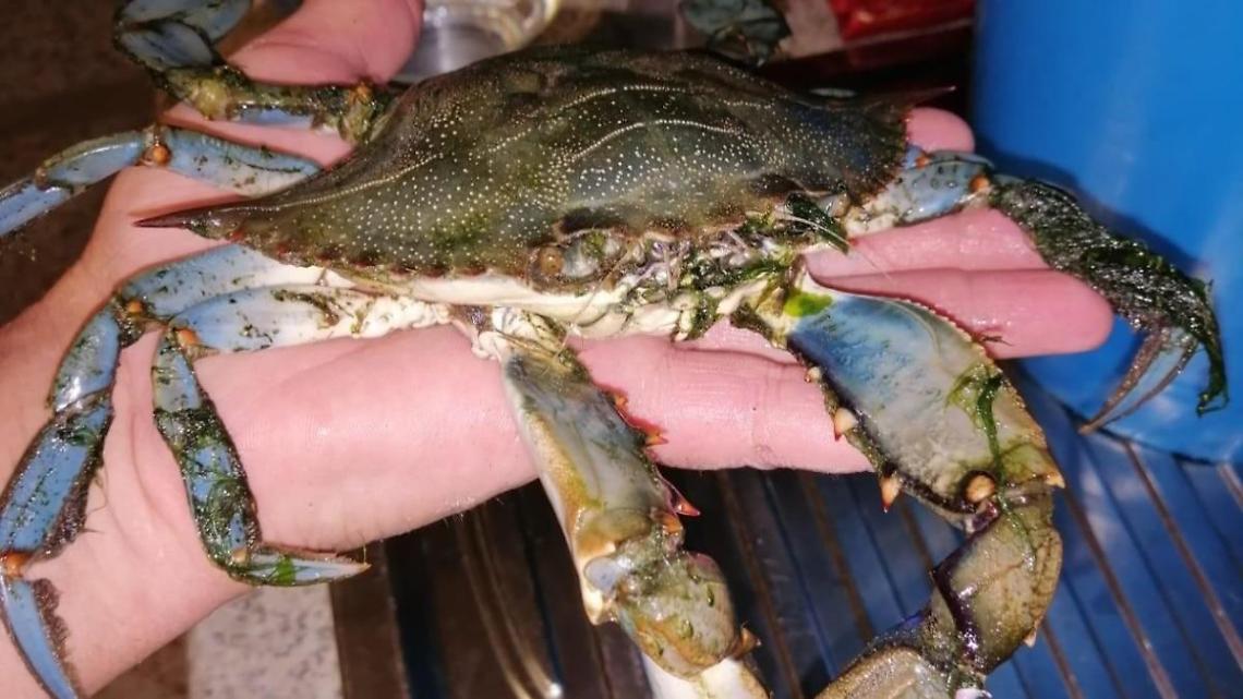 Nasce a Sabaudia l'osservatorio sul granchio blu