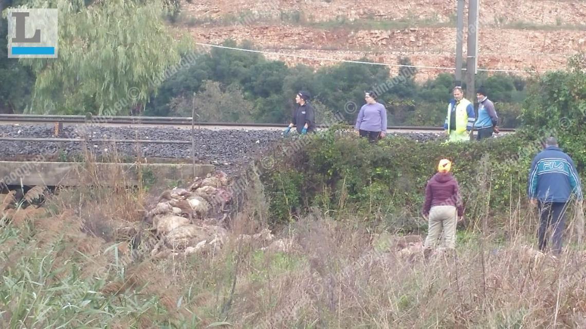 Treno investe gregge di pecore, linea ferroviaria sospesa