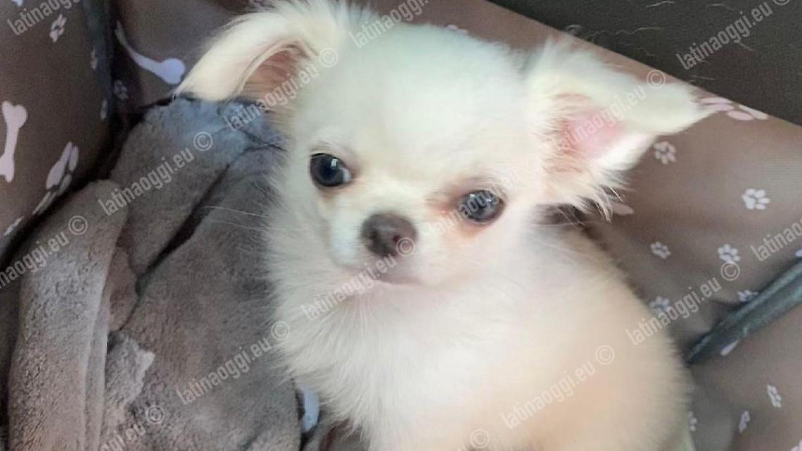 Cane senza museruola, padroni giù dal bus