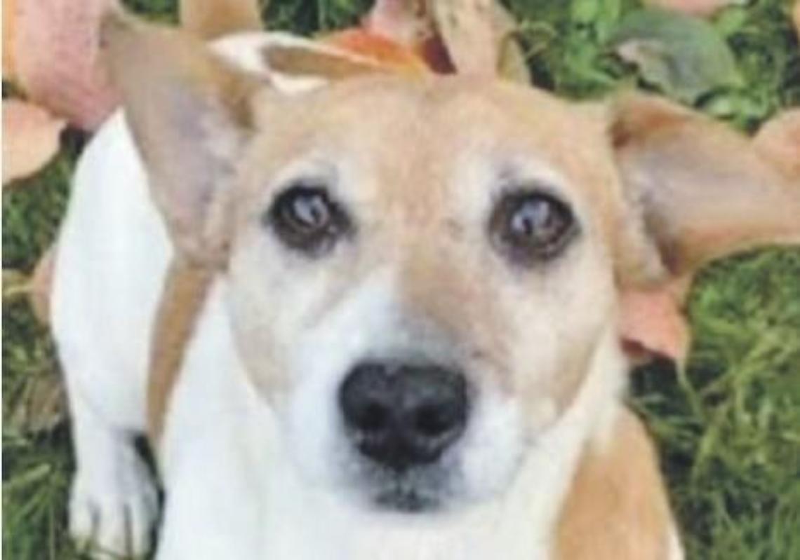 Gli sparano, cane muore dopo tre giorni di agonia
