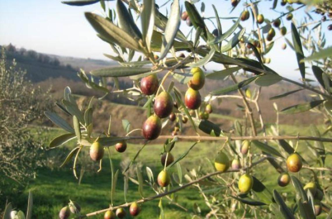 Torna il concorso sull'oliva itrana