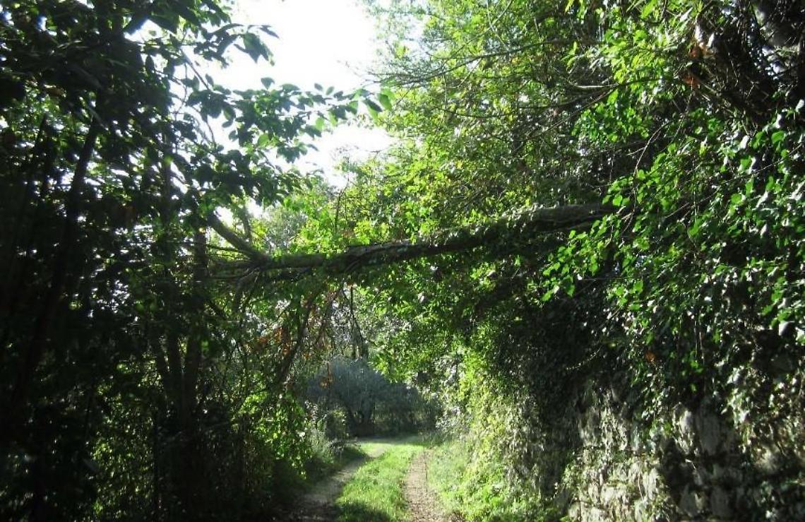 Alberi pericolosi sulla Carpinetana, lettera all'Astral