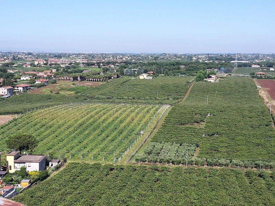 Imu sui terreni agricoli, c'è la riduzione dell'aliquota