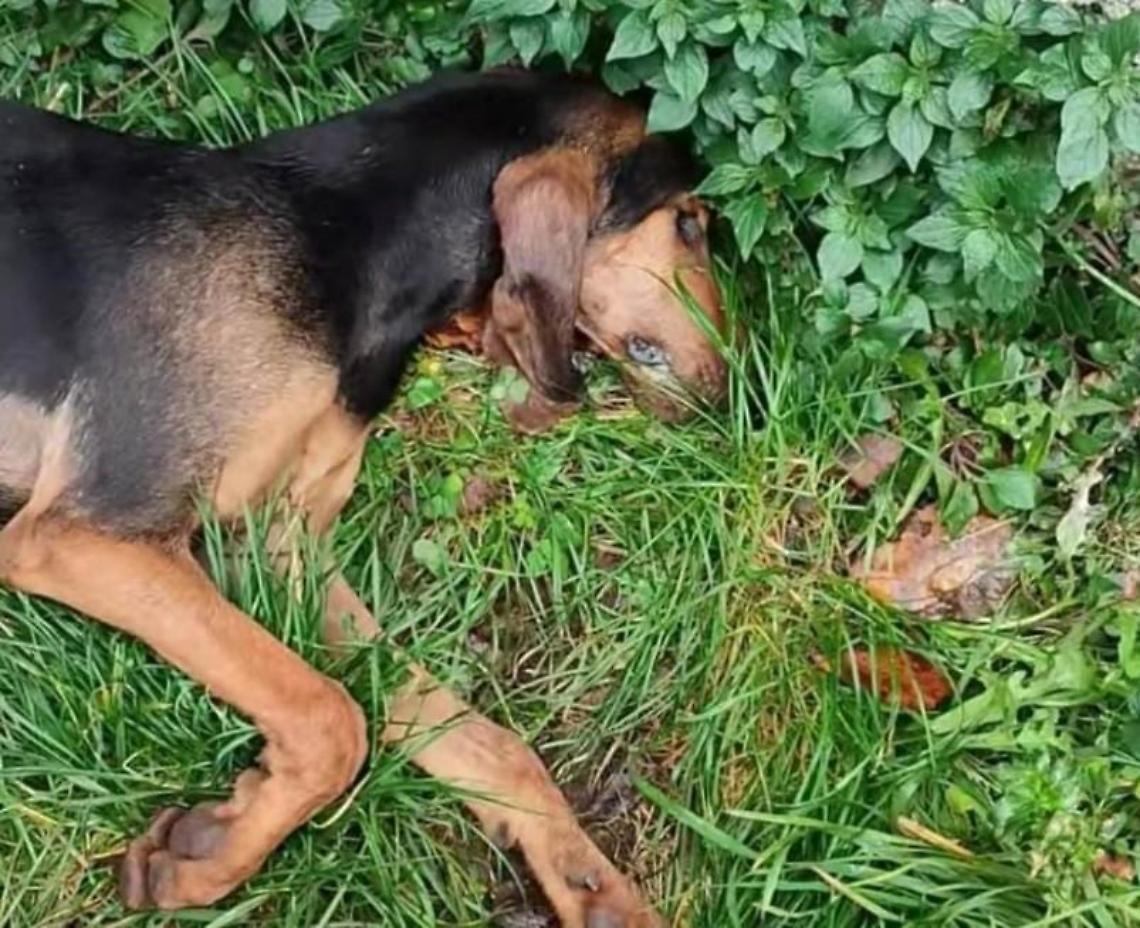 Cani avvelenati in paese, una storia che si ripete