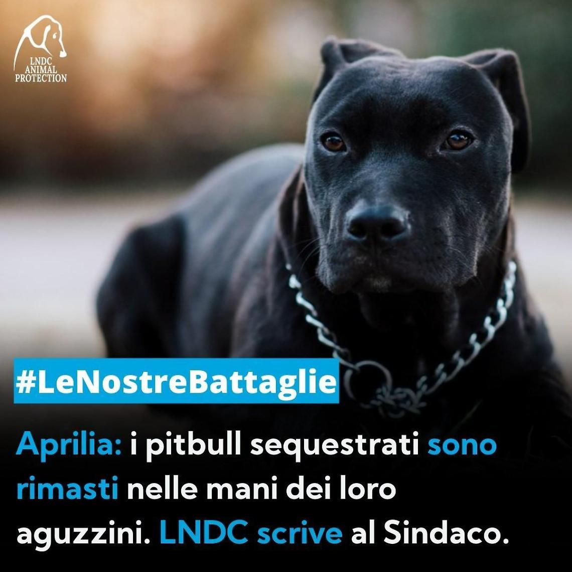 "I pitbull sequestrati sono ancora nelle mani degli aguzzini"