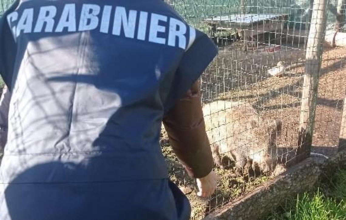 Nei video con il cinghiale, scattano gli accertamenti
