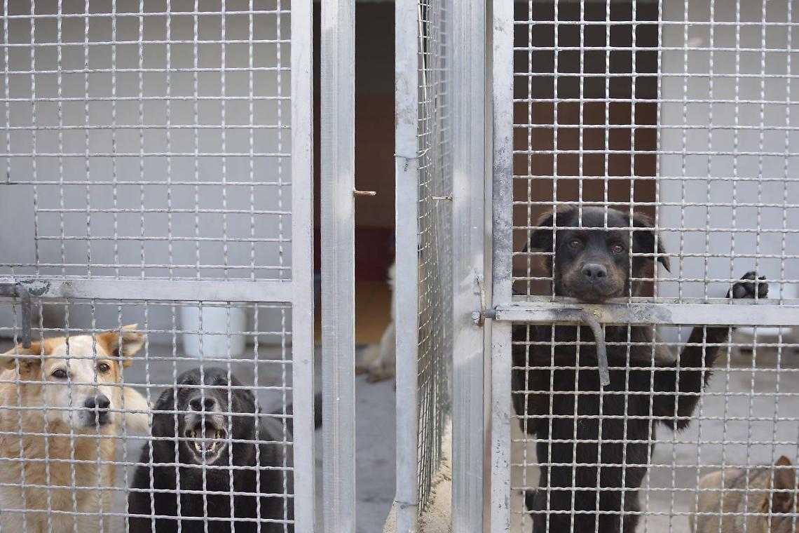 Canile, lo strano caso della gara «rivisitata» e annullata