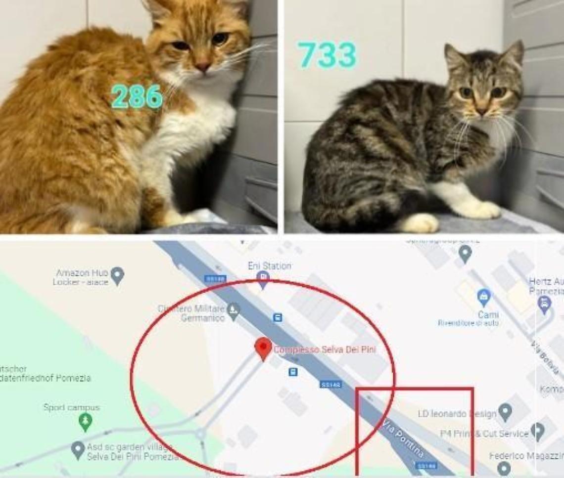 "Il Comune abbandona per strada 8 gatti salvati da un accumulatore seriale"