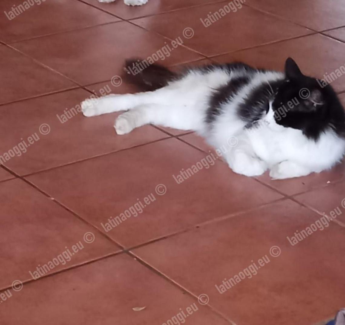 Due cani azzannano un gatto e lo uccidono davanti agli occhi dei padroni