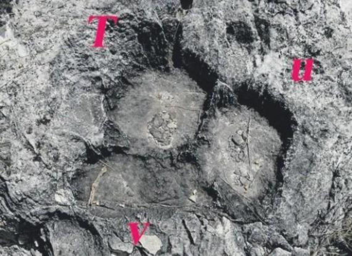 Impronte di dinosauri sui nostri monti