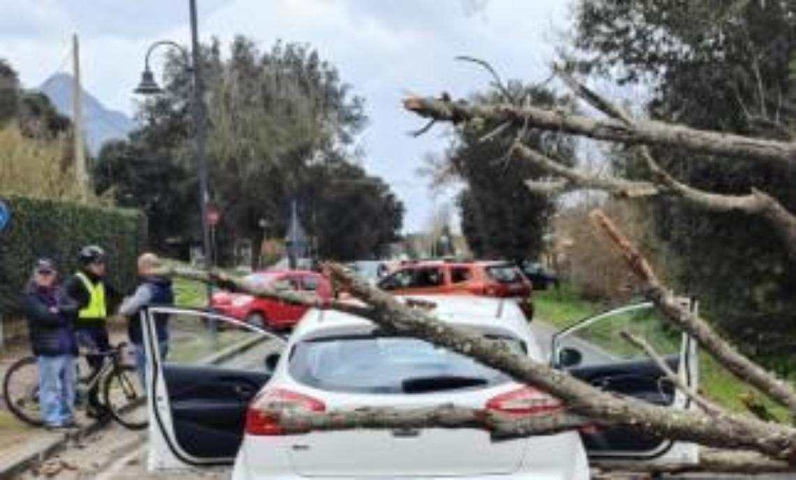 Albero si abbatte su un'auto in transito a causa del forte vento