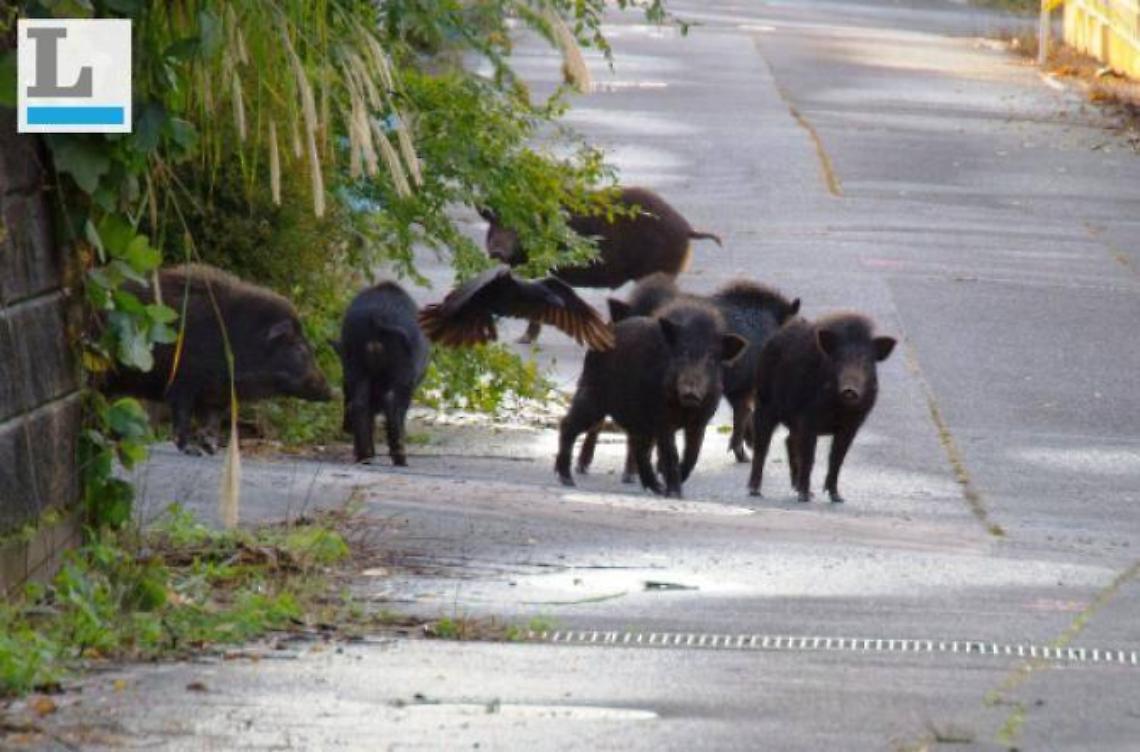 La proposta: tavolo tecnico  per debellare le piaghe di nutrie e cinghiali