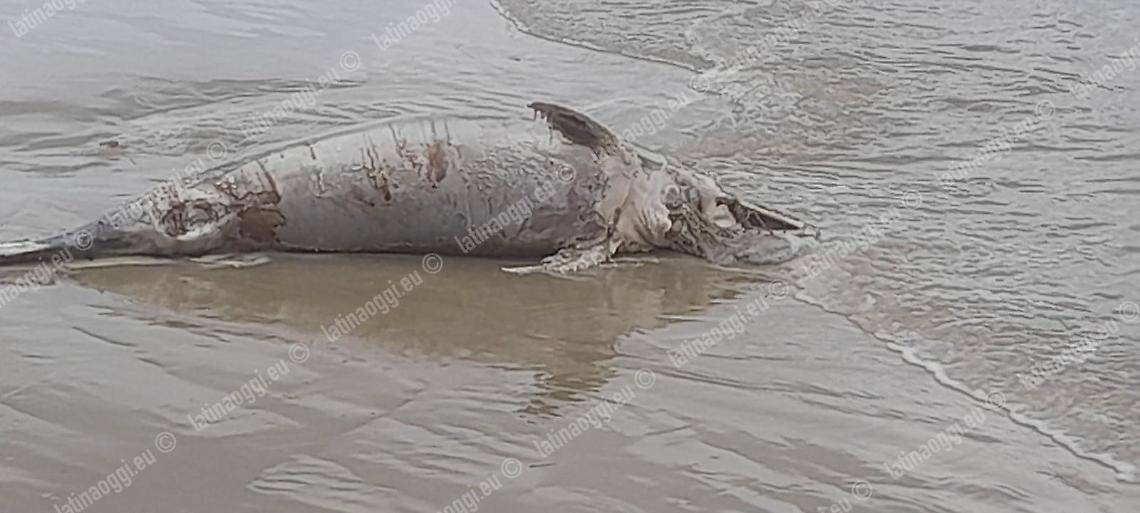 Un delfino morto