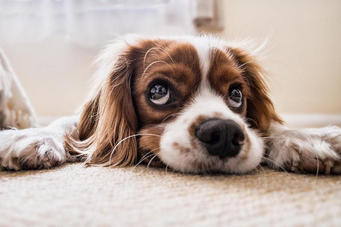 Wurstel avvelenati, cane in fin di vita