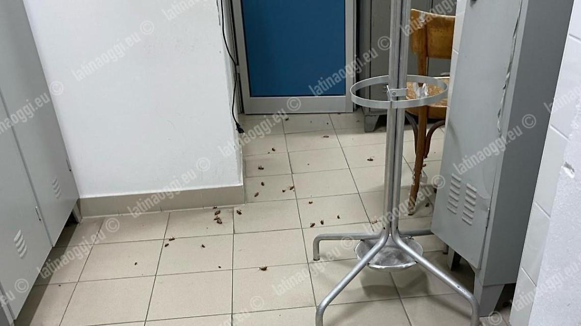 Invasione di blatte negli spogliatori dell'ospedale Goretti