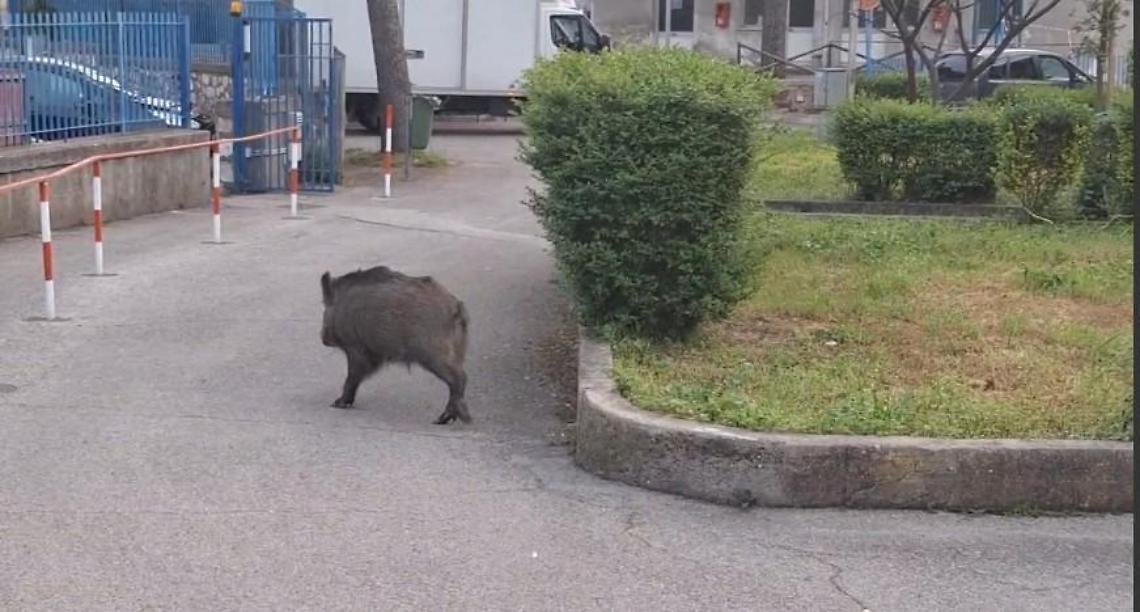 Un cinghiale a spasso nel cortile dell'ospedale