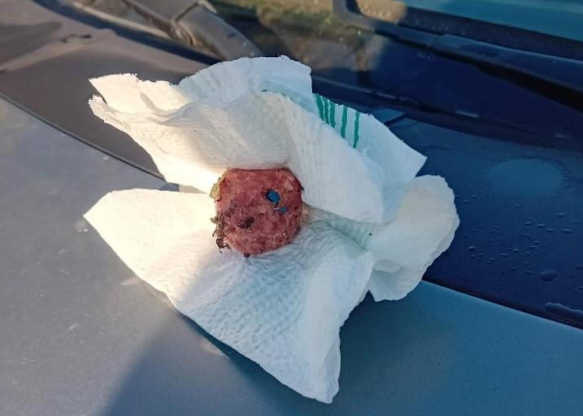 Torna l'allarme polpette avvelenate per cani e gatti