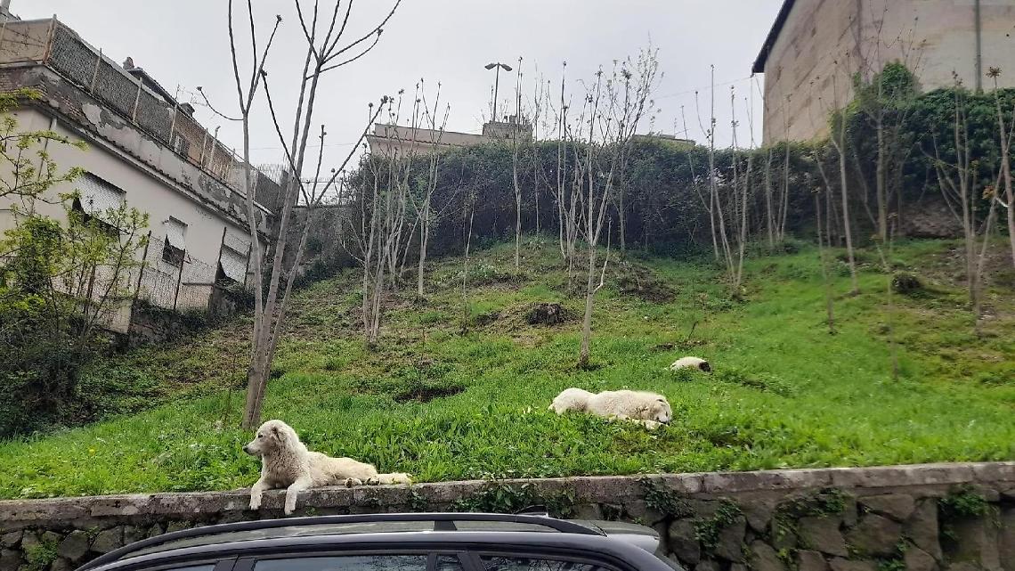 Strage di gatti, branco di cani sotto accusa