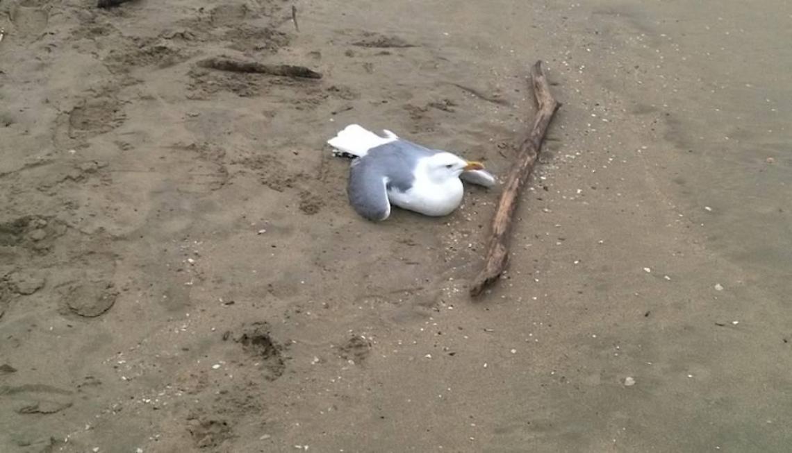 Gabbiano ferito sulla spiaggia delle Grotte di Nerone salvato dall'equipaggio del Sea Shepherd