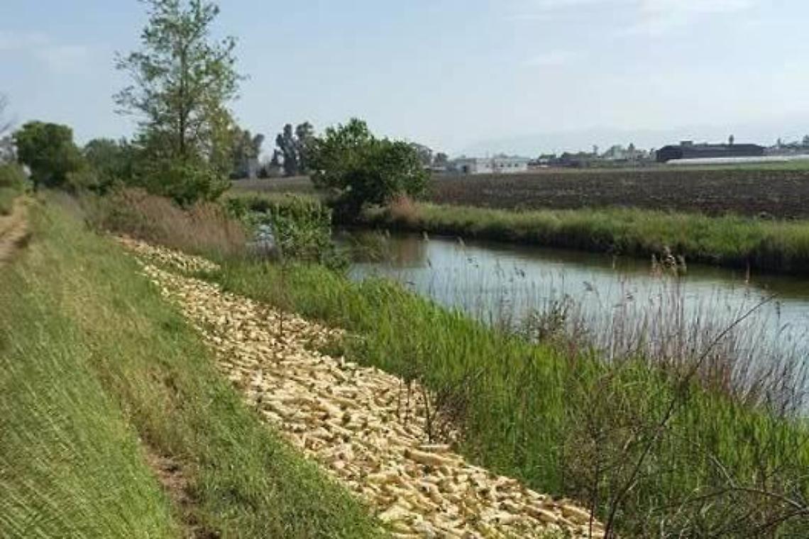 Ortaggi abbandonati lungo le sponde del fiume Sisto, la segnalazione tra la Migliara 54 e la 53