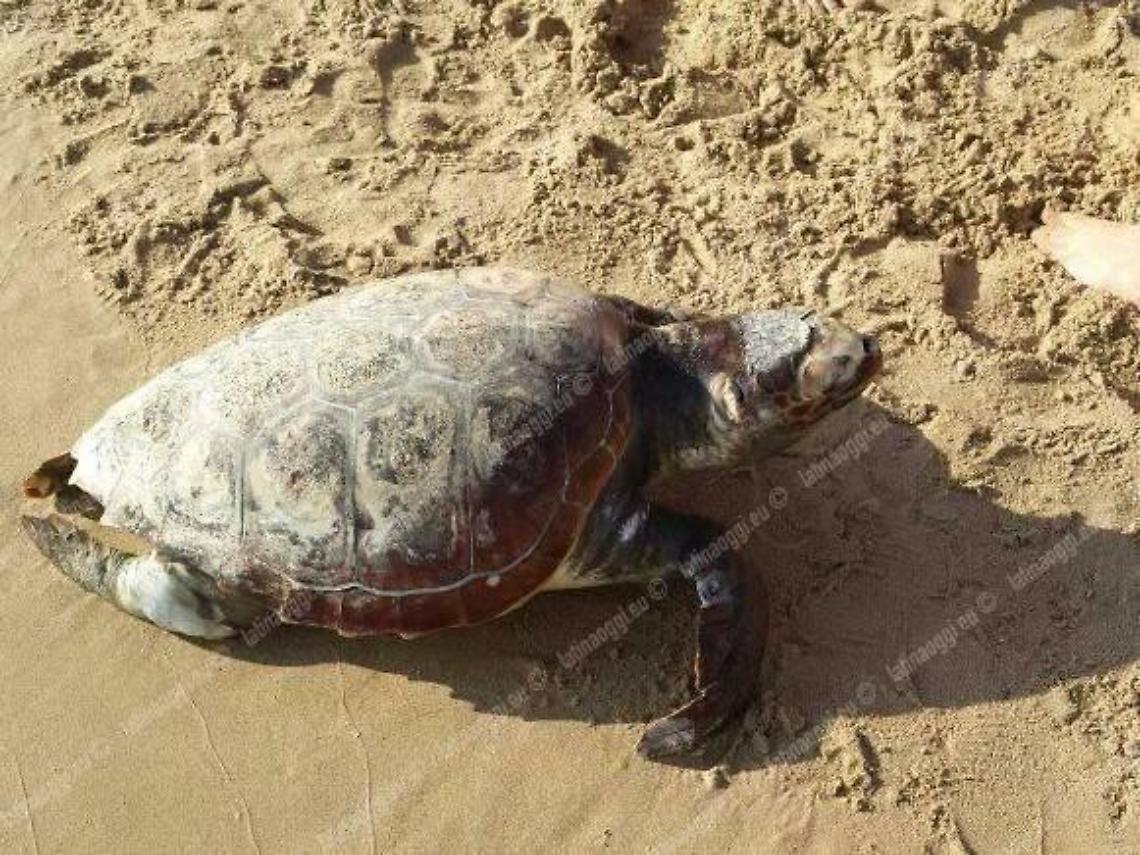 Caretta caretta spiaggiata, purtroppo non &egrave; stato possibile salvare la tartaruga