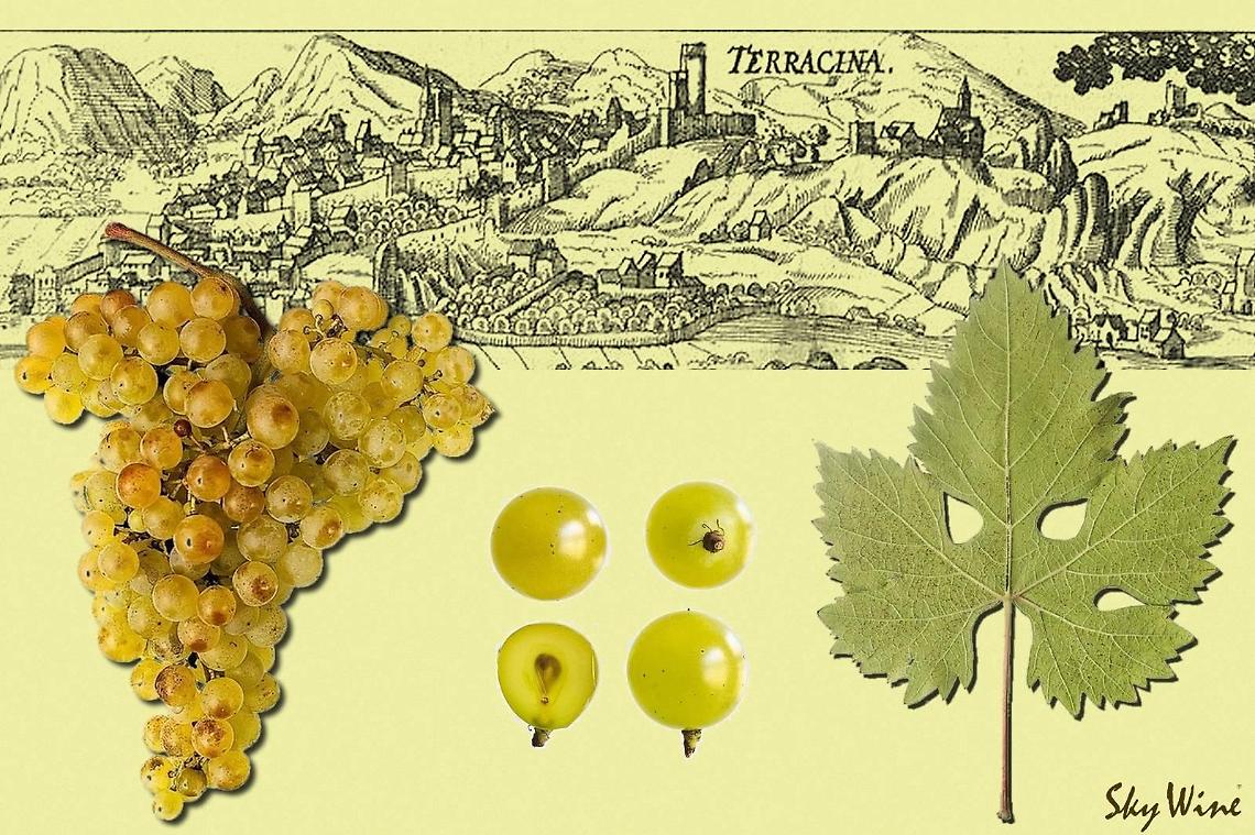 Gusto e riscoperta storico-artistica della città, il centro si prepara allo "Sky Wine"