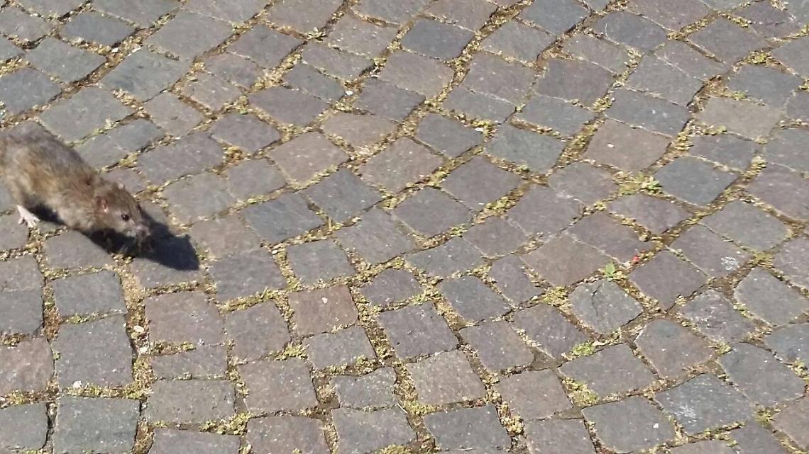 Alberi di pino pericolosi nel parco Unit&agrave; d'Italia e topi che scorrazzano in piazza Indipendenza