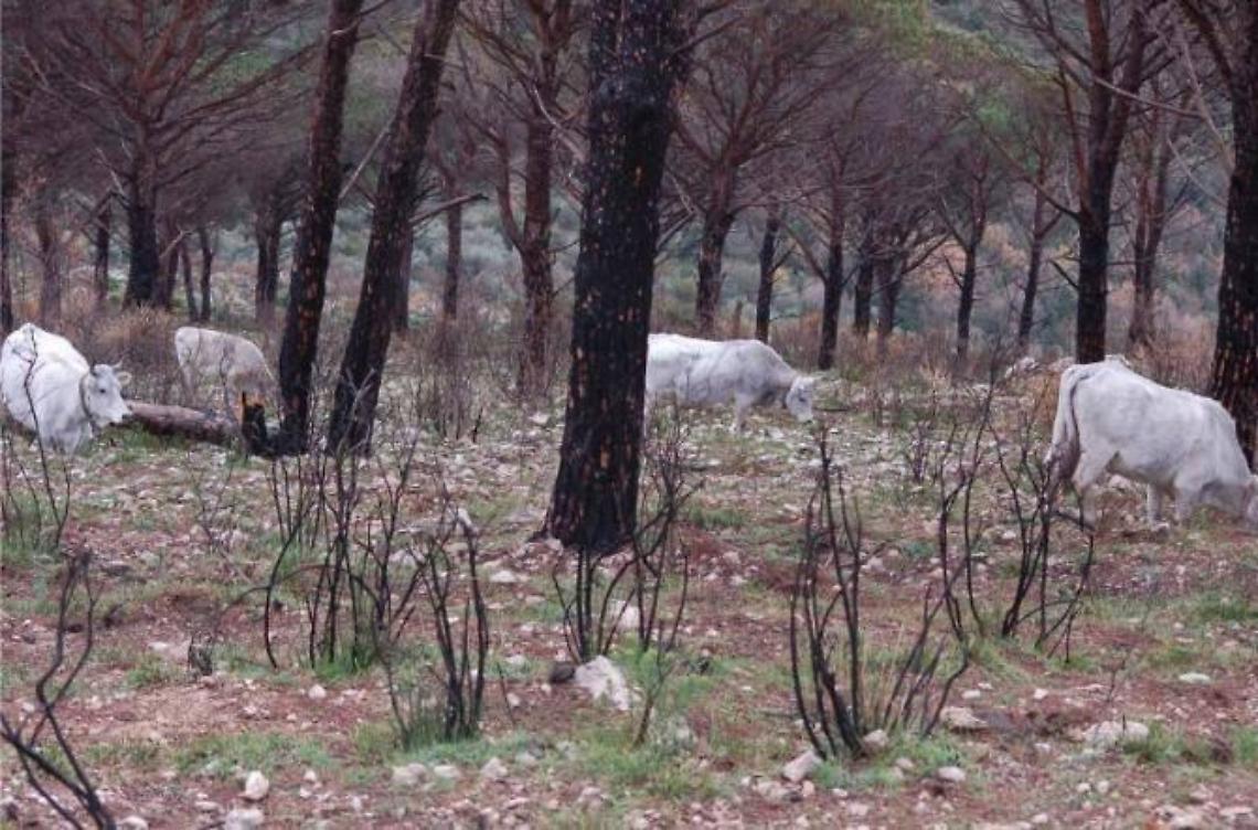 Pascoli vietati nell'area della sughereta di San Vito, rinvenuta una sostanza blu sull'erba