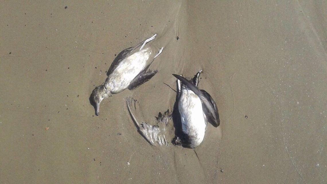 Uccelli trovati morti sulla spiaggia, il Parco Riviera d'Ulisse: "Stiamo indagando"