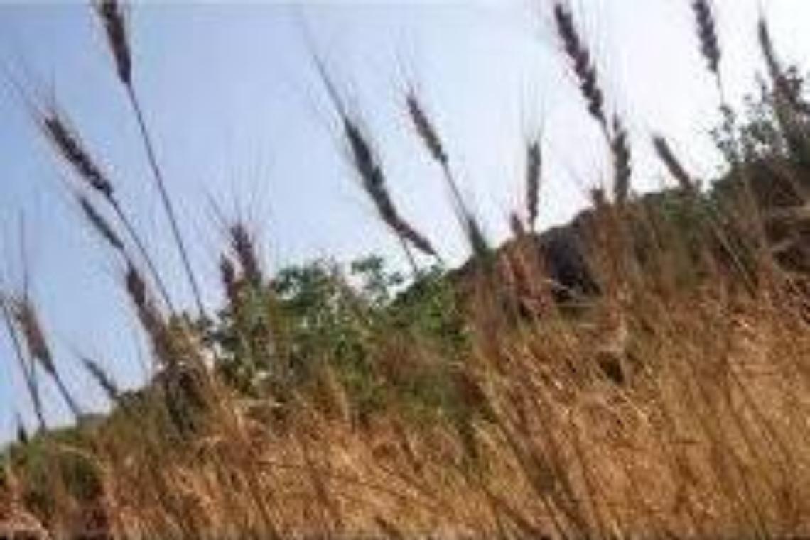 "Grani antichi per una agricoltura sostenibile", tavola rotonda organizzata dal Parco Aurunci