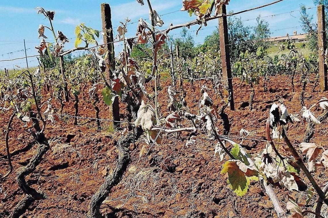 Colture danneggiate dal gelo nel Lazio, i sindaci incontrano l'assessore regionale all'agricoltura