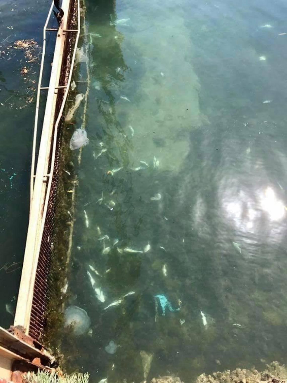 Accertamenti dopo la moria di pesci, nel canale livelli eccessivi di cloro e ammoniaca