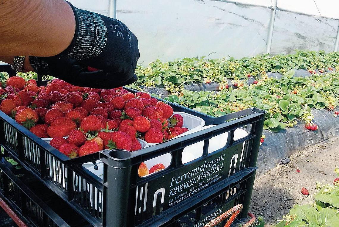 Una fragola con una lunga storia di gusto e tradizione, da dove viene la "favetta" di Terracina?