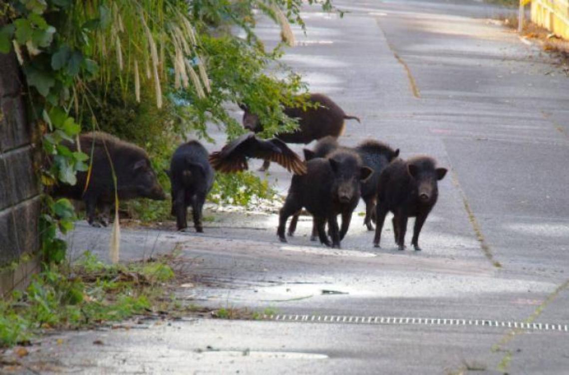 Emergenza cinghiali, cento sindaci a Roma per trovare soluzioni