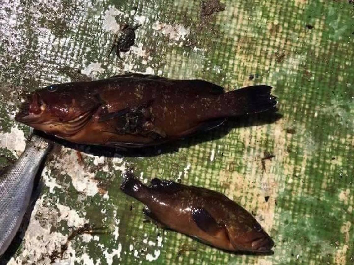 «Alterazioni chimiche nel canale romano», le analisi dell'Arpa dopo la moria di pesci