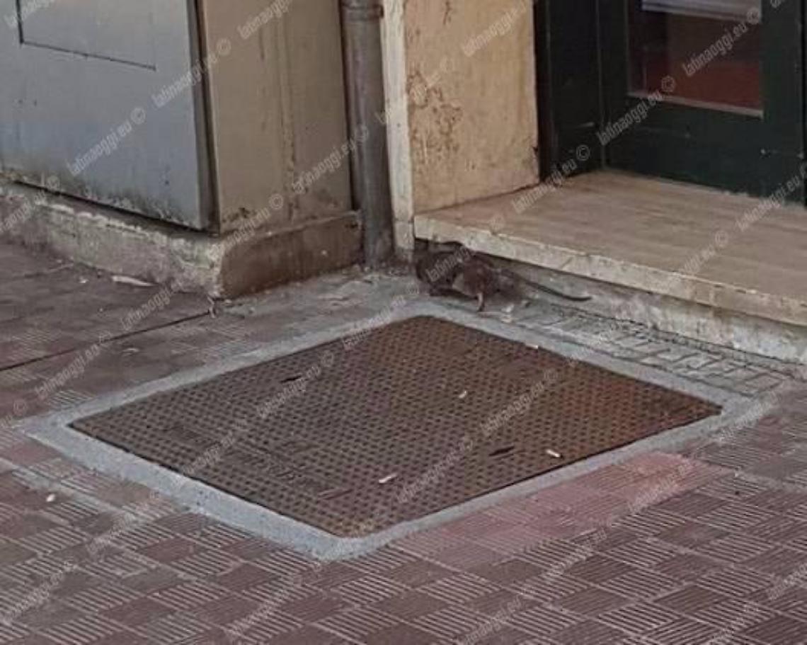 Ancora topi in strada, scatta la segnalazione di una residente da via Priverno