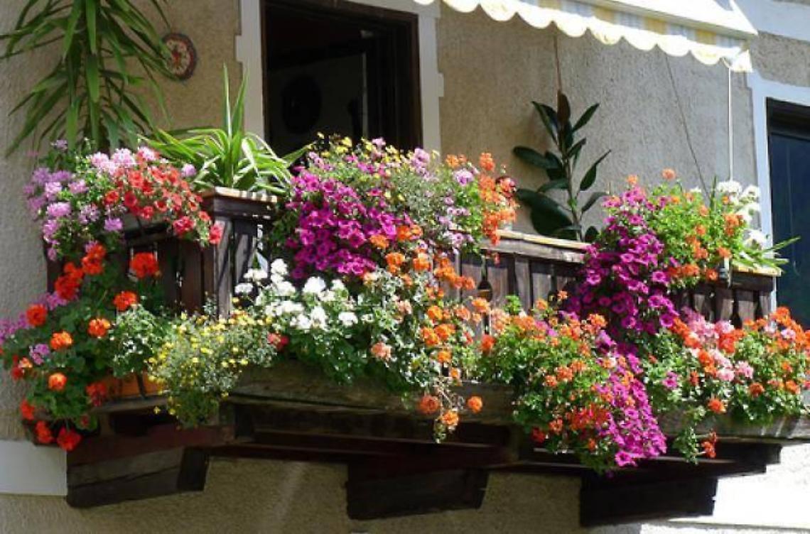 Decoro urbano e promozione del senso civico, successo per il progetto "Balcone in fiore"