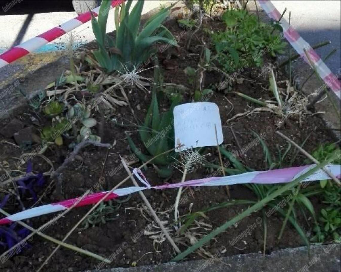 Aiuola dimenticata nel centro storico, la segnalazione di un lettore