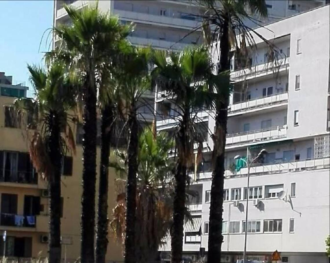 Palme date alle fiamme, quando la natura è più forte dei vandali: la segnalazione
