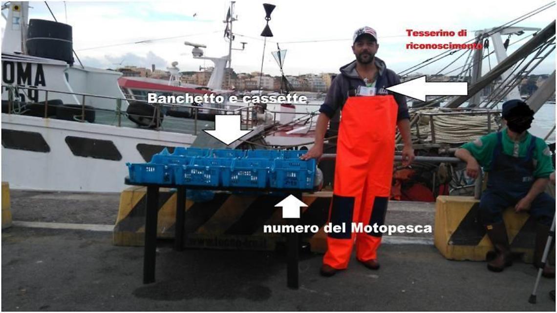 Consumo delle telline: i consigli della Guardia costiera su come acquistare e cosa mangiare