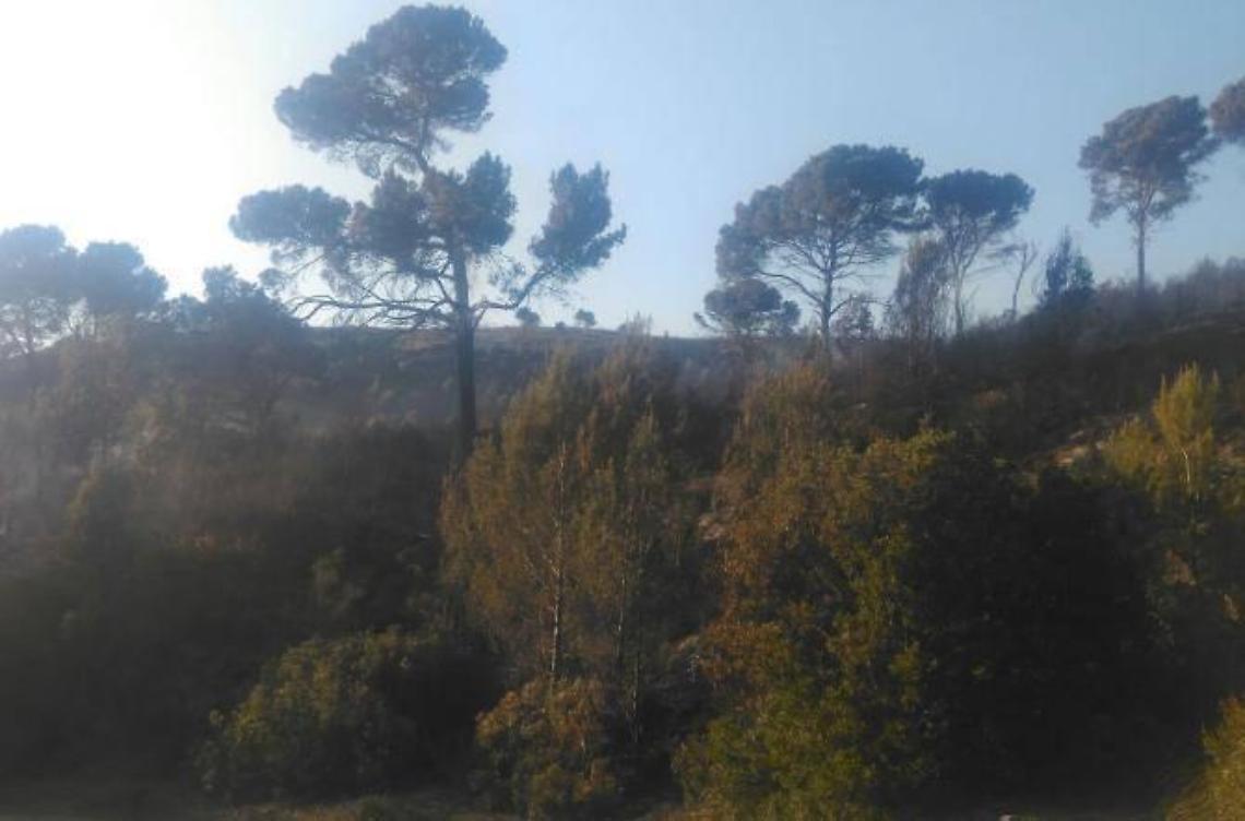 Brucia residui di potatura e provoca un incendio: scoperto e denunciato dai carabinieri forestali