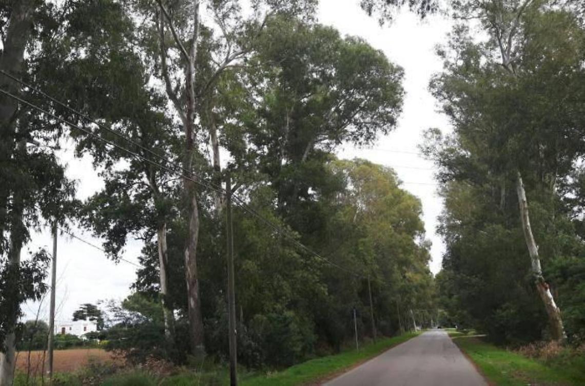 Fasce frangivento troppo pericolose, un progetto pilota per la manutenzione degli alberi