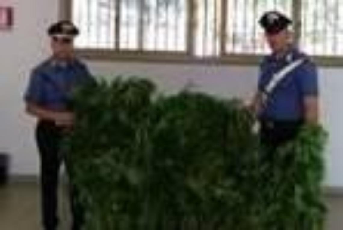 Durante lo spegnimento di un incendio i vigili scoprono una piantagione di marijuana